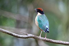 Noisy Pitta